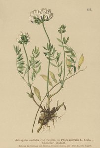 Astrágalo indio (Astragalus australis, Astragalus aboriginum, Phaca australis) de German School