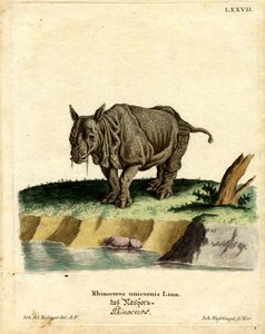 Rinoceronte Indio de German School