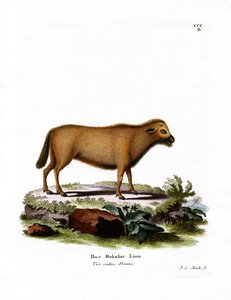 Búfalo de agua indio de German School