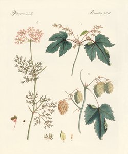 Plantas especias indígenas