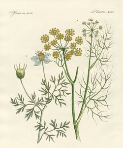 Plantas especias indígenas de German School