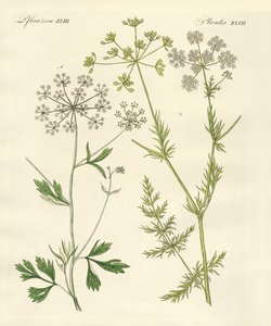 Plantas de especias indígenas