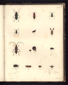 Insecta, Pl. XVI, ilustración de Recueil d