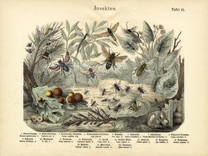 Insectos, c.1860