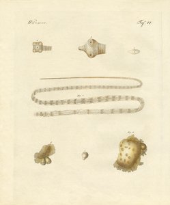 Gusanos intestinales de German School