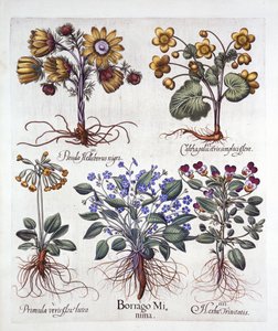 Ipheion Rolf Fiedler, estrella de primavera, caléndula de pantano, pseudo eléboro, viola tricolor y prímula, de Hortus Eystettensis, por Basil Besler, pub. 1613