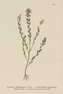 Eufrasia irlandesa (Euphrasia Salisburgensis) de German School