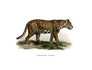 Jaguar de German School