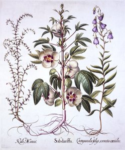 Jamaica Sorrel, Campanilla y Salicornia Espinosa, de Hortus Eystettensis, por Basil Besler, pub. 1613 de German School