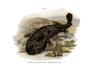 Salamandra Gigante Japonesa de German School