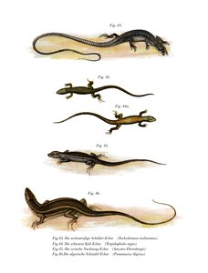 Lagarto de hierba japonés
