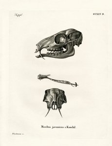 Ciervo ratón de Java de German School