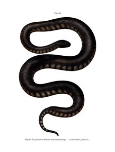 Serpiente de archivo de Java de German School