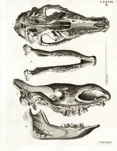 Mandíbulas