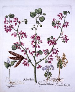 Árbol de Judas, Lirio de Mayo, Lunaria, Hepática, de Hortus Eystettensis, por Basil Besler, pub. 1613