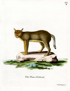 Gato de Jungla