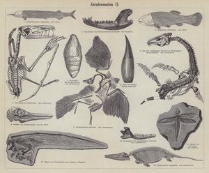Fósiles jurásicos de German School