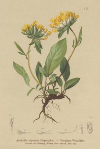 Vulneraria alpina de German School