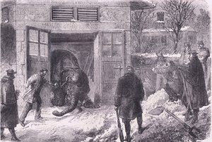 Matar un elefante para comida en el Jardin D