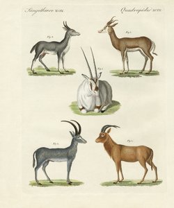 Tipos de antílopes de German School