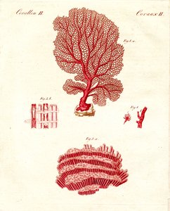 Tipos de corales de German School