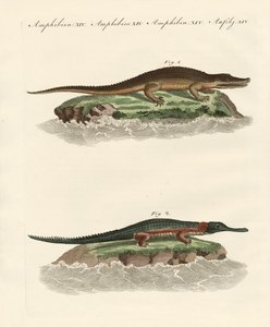 Tipos de cocodrilos