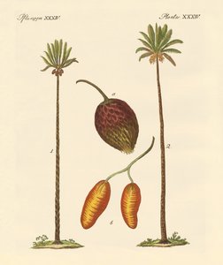 Tipos de palmeras de German School