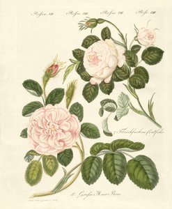Tipos de rosas de German School
