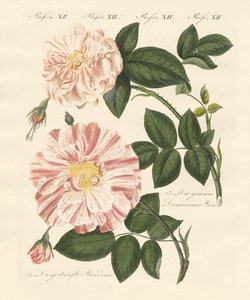 Tipos de rosas de German School