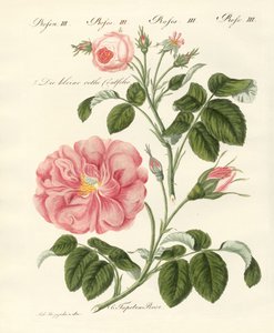 Tipos de rosas de German School