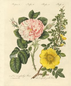 Tipos de rosas de German School
