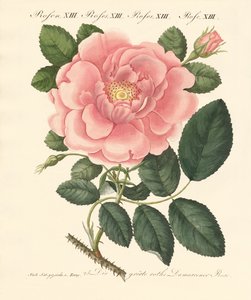 Tipos de rosas de German School