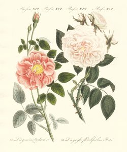 Tipos de rosas de German School