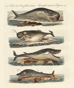 Tipos de ballenas de German School