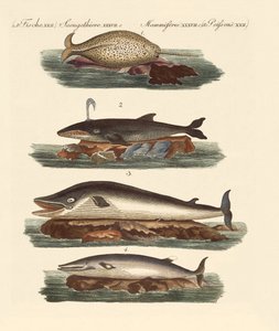 Tipos de ballenas de German School