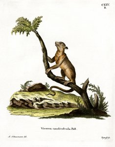 Kinkajú