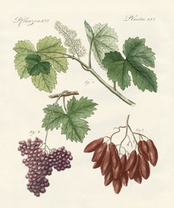 Uvas grandes y pequeñas de German School