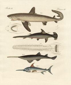 Grandes peces de presa de German School