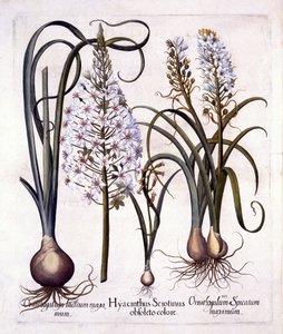 Jacinto Tardío y Estrella de Belén, de Hortus Eystettensis, por Basil Besler, pub. 1613 de German School