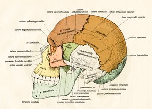 Diagrama Lateral de los Huesos del Cráneo Humano de German School