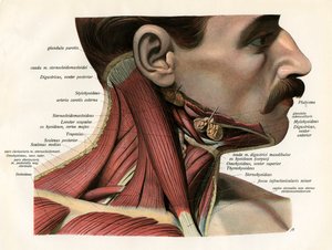 Vista Lateral de los Músculos y Glándulas del Cuello Humano de German School