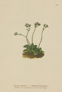 Verónica de tallo sin hojas (Veronica aphylla) de German School