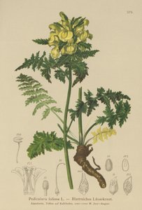 Pedicularis frondosa (Pedicularis foliosa) de German School