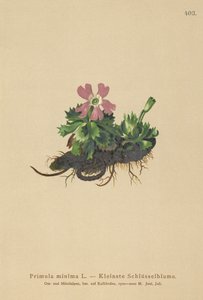 Primavera menor (Primula minima, Auriculastrum primula, Primula veris) de German School