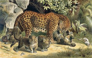 Leopardo, lámina de Brehms Tierleben: Allgemeine Kunde des Tierreichs, vol.1, p.463, publicado por Bibliographisches Institut, 1890