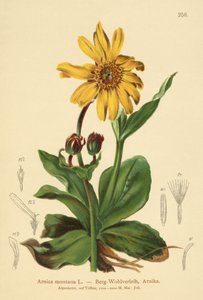 Matacabras (Arnica montana)