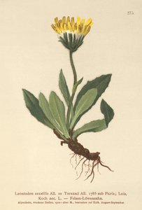 Diente de león menor (Leontodon saxatilis, Leontodon Taraxaci) de German School