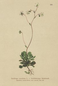 Saxífraga menor de Londres (Saxifraga cuneifolia)