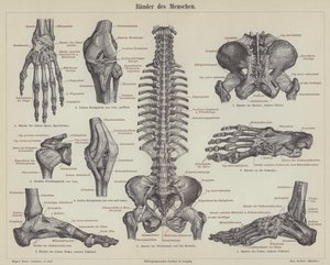 Ligamentos del cuerpo humano de German School