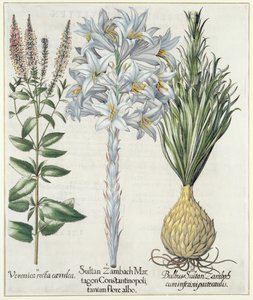 Lirio: 1. Sultan Zambach Martagon Constantinopolitanum flore albo 2. Veronica recta carnlea 3. Bulbo Sultan Zambach cuminfeunipartecaulis, de Hortus Eystettensis por Basil Besler, pub. 1613 de German School